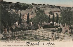 Garden of Gethsemane Postcard