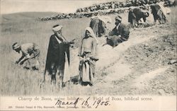 Field of Boaz, Biblical Scene Palestine Postcard Postcard Postcard