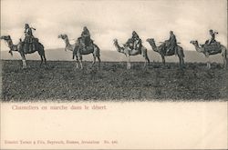 Chameliers en marche dans le desert Postcard