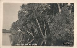 Tomoka River Postcard