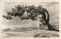 Lone Pine on Sentinel Dome - Yosemite National Park Postcard Postcard Postcard