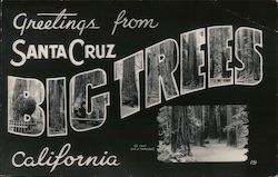 Greetings from Santa Cruz, California - BIG TREES Postcard Postcard Postcard