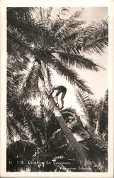 Climbing for Coconuts Postcard