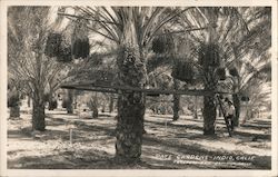 Date Gardens Indio, CA Postcard Postcard Postcard