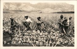 Pineapples at Harvest Time, Hawaiian Islands Postcard Postcard Postcard