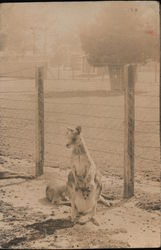 Kangaroo Enclosure - Tasmania Launceston, Australia Postcard Postcard Postcard