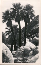 Borego Palm Canyon Postcard