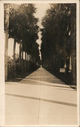 A Road Lined with Palm Trees Postcard