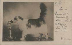 Long Haired Cat Talking Into a Candlestick Telephone Postcard