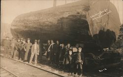 Washington Fir on Railroad Car - Diameter 11 Feet Postcard