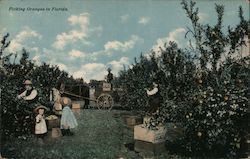 Picking Oranges in Florida Postcard Postcard Postcard