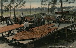 Washing Oranges Postcard