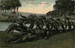 The Alligator Circus Florida Postcard Postcard Postcard