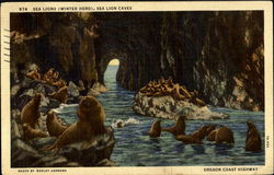 Sea Lions Postcard Postcard