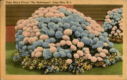 The Hydrangea Cape May, NJ Postcard Postcard