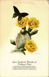 Green Swallowtail Butterfly And Prickly Cactus Postcard