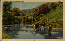 Hillside Stream Postcard