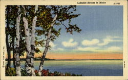 Lakeside Birches In Maine Scenic, ME Postcard Postcard