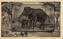 Elephants in the Jungle with Hunters Watching Them Postcard