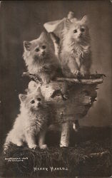 Merry Makers - Three Kittens Postcard