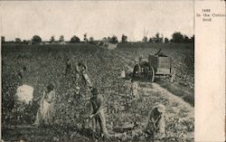 1888 In the Cotton Field. People Working in the Field, Horse Drawn Cart Black Americana Postcard Postcard Postcard