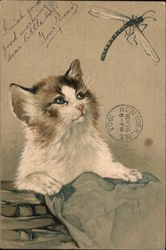 Kitten Looking up at a Dragonfly Postcard