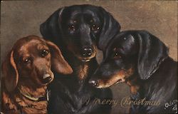 3 Dachshunds Postcard