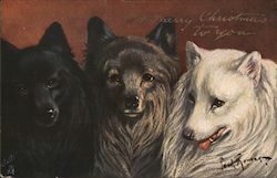 Merry Christmas to you. - Three Dogs, Black, Brown, and White Postcard Postcard Postcard