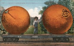 A carload of mammoth naval oranges from... Postcard