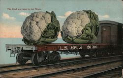 Two large heads of cauliflower on the flat bed train that says LS & MS 26 323 Postcard