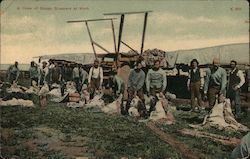 A Crew of Sheep Shearers at Work Postcard