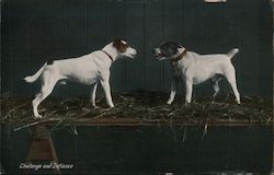 "Challenge and Defiance" - Two Dogs Snarling at Each Other Postcard