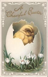 A Cheerful Easter - Chick in a Egg Postcard