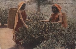 The tea bush and pluckers at work, Ceylon Sri Lanka (Ceylon) Southeast Asia Postcard Postcard Postcard