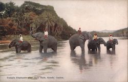 Temple Elephants after their Bath, Kandy, Ceyton Sri Lanka Southeast Asia Postcard Postcard Postcard