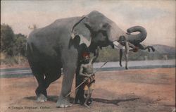 A Temple Elephant Postcard