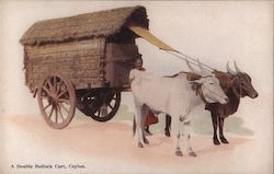 A Double Bullock Cart, Ceylon Postcard