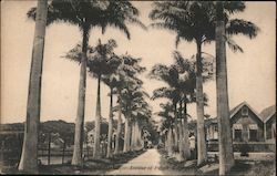 Bridgetown - Avenue of Palms Barbados Postcard Postcard Postcard