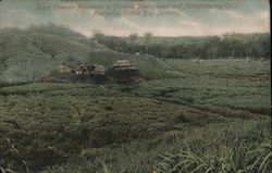 Sugar Cane on plantation of Panama development and manufacturing Co's Plantation, Cativa Bay, Panama Postcard