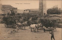 Carting Canes - Barbados Caribbean Islands Postcard Postcard Postcard