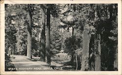 Redwoods by the Side of California State Highway near Santa Cruz Postcard Postcard Postcard