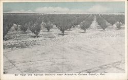 Six Year Old Apricot Orchard in Colusa County Arbuckle, CA Postcard Postcard Postcard