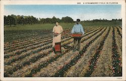 A Strawberry Field in Florida Postcard Postcard Postcard