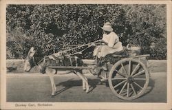 Donkey Carl Barbados Caribbean Islands Postcard Postcard Postcard