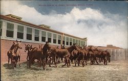 Mules for U.S. Army National Stock Yards Postcard Postcard Postcard