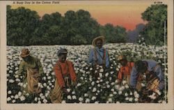 A Busy Day in the Cotton Field Postcard