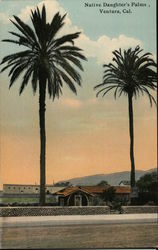 Native Daughter's Palms, Ventura, Cal. Postcard