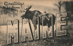 Greetings from Maine - Moose Large Letter Postcard Postcard Postcard