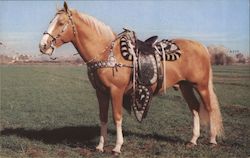 Saddles on Prize Palomino Postcard