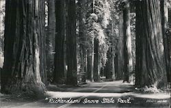 Richardson Grove State Park Garberville, CA Postcard Postcard Postcard